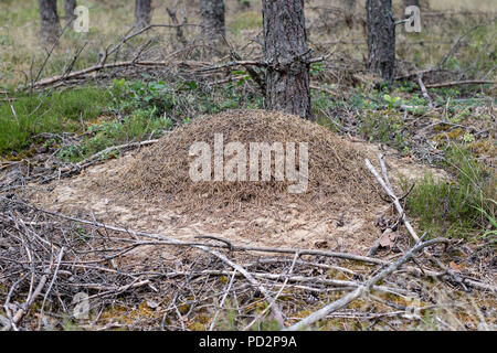 Einen großen ameisenhaufen im Nadelwald. Ein Damm der Wald Insekten. Jahreszeit des Sommers. Stockfoto