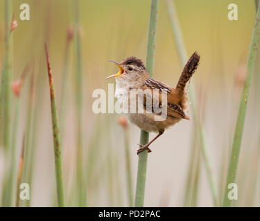 Marsh Wren (Cistothorus palustris) Gesang in cattail Marsh Stockfoto