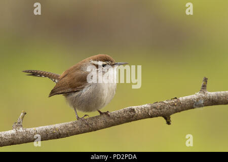 Bewick's Wren (Thryomanes bewickii), Sacramento County California USA Stockfoto