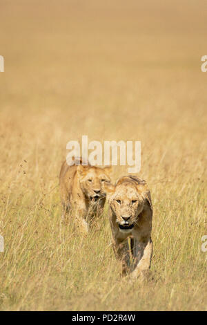 Zwei junge Löwen subadult Jungen wandern und auf der Suche nach Beute in der Masai Mara in Kenia Stockfoto