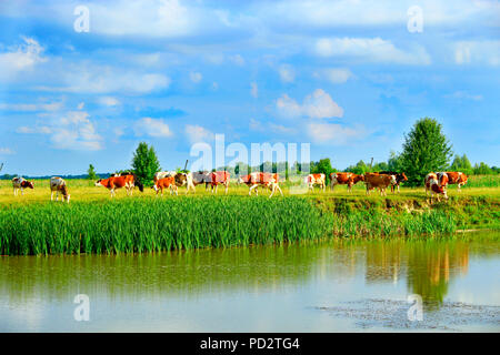 Grasende Kühe auf grünen Hof Weide im Sommer. Landschaft mit bewölktem Himmel und grasende Kühe auf der Wiese in der Nähe von See. Kühe fressen Gras in der Nähe von See. Panor Stockfoto