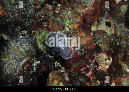 Transluzente plattwurm auf bunten Felswand. Es sieht aus wie eingerichtet Schutzfolie überraschend schnell. Stockfoto