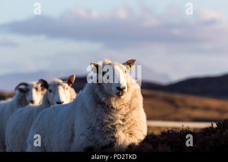 Ein paar Schafe auf der Autobahn A 836 in den schottischen Highlands Stockfoto