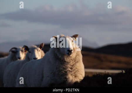 Ein paar Schafe auf der Autobahn A 836 in den schottischen Highlands Stockfoto