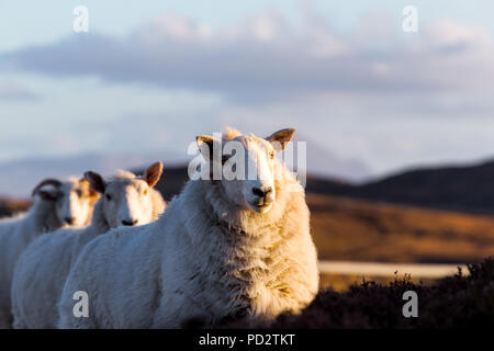 Ein paar Schafe auf der Autobahn A 836 in den schottischen Highlands Stockfoto