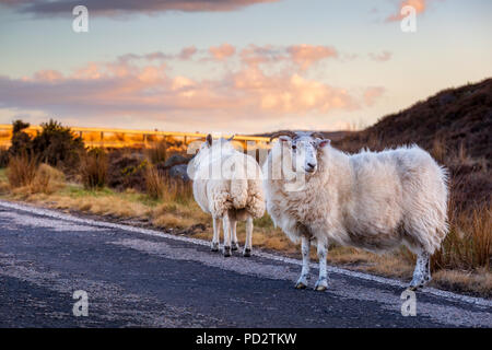 Ein paar Schafe auf der Autobahn A 836 in den schottischen Highlands Stockfoto