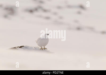 Alpenschneehuhn Lagopus muta Stockfoto