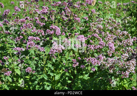 Blühender Oregano im Garten Stockfoto