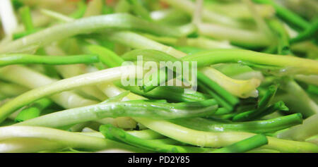 Frische Ernte des Frühlings Bärlauch oder wilde Lauch stammt Stockfoto