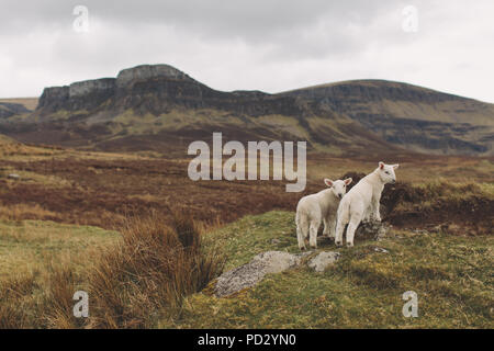 Lämmer auf Hügel, Orbost, Isle of Skye, Schottland, Großbritannien Stockfoto