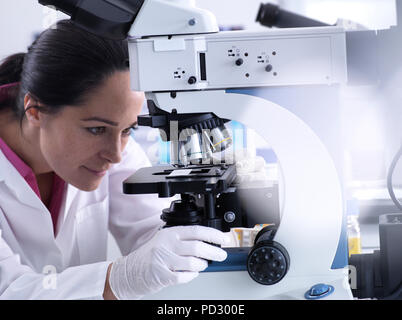 Wissenschaftler betrachten die menschliche Probe auf Glas Folie unter dem Mikroskop Stockfoto