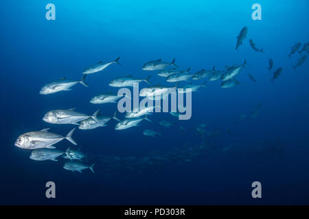 Schule von Jack Fisch, Puntarenas, Costa Rica Stockfoto