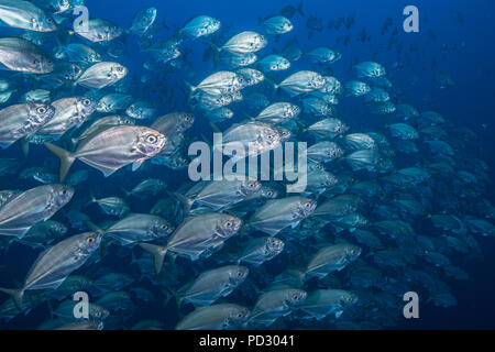 Schule von Jack Fisch, Puntarenas, Costa Rica Stockfoto