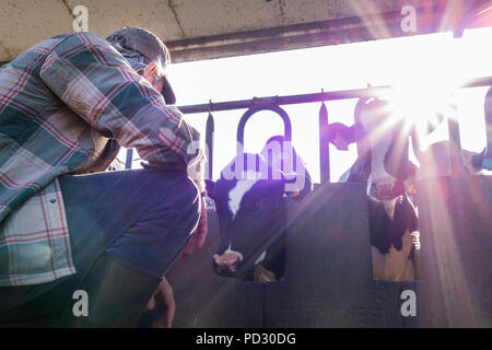 Dairy Farm worker Kontrolle Wohlbefinden seiner Kühe Stockfoto