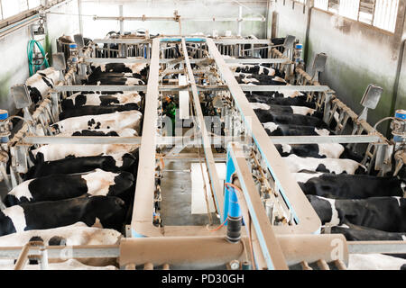 Dairy Farm worker im Melkstand arbeiten Stockfoto