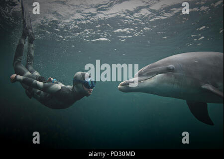 Frau Freitauchen mit grosser Tümmler (Tursiops truncatus), Doolin, Clare, Irland Stockfoto