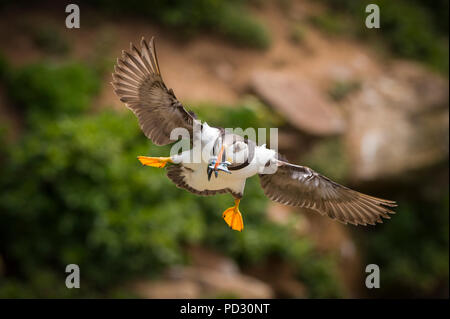 Papageitaucher (Fratercula arctica), im Flug mit Sandaal in Mund, Portmagee, Kerry, Irland Stockfoto