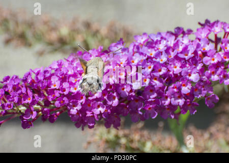 Hummingbird hawk Moth (Macroglossum stellatarum) nectaring auf sommerflieder Blumen Stockfoto