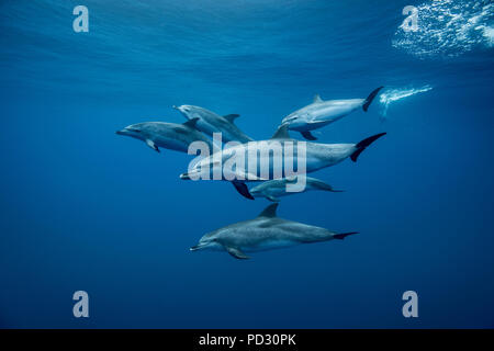 Gruppe von Atlantic spotted Dolphins (Stenella frontalis), Unterwasser, Santa Cruz de Tenerife, Kanarische Inseln, Spanien Stockfoto