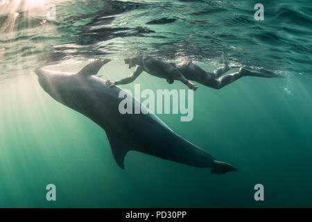 Frau frei - Tauchen mit Großen Tümmler (Tursiops schneidet), Unterwasser, Doolin, Clare, Irland Stockfoto