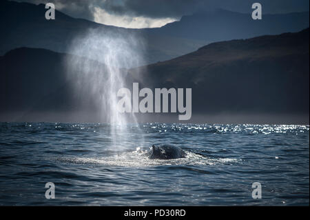 Buckelwale (Megaptera novaeangliae), der Drogenkriminalität, Blasket Islands, Dingle, Kerry, Irland Stockfoto