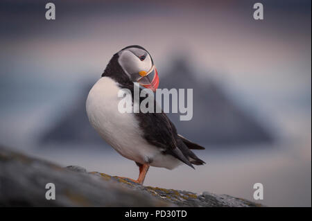 Papageitaucher (Fratercula arctica), ruht auf Felsen, Portmagee, Kerry, Irland Stockfoto