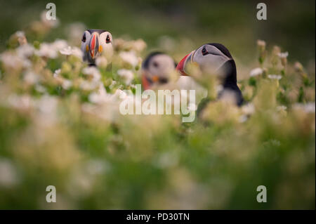 Papageitaucher (Fratercula arctica) auf Skellig Inseln, Portmagee, Kerry, Irland Stockfoto