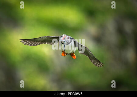 Papageitaucher (Fratercula arctica), im Flug mit Sandaal in Mund, Portmagee, Kerry, Irland Stockfoto