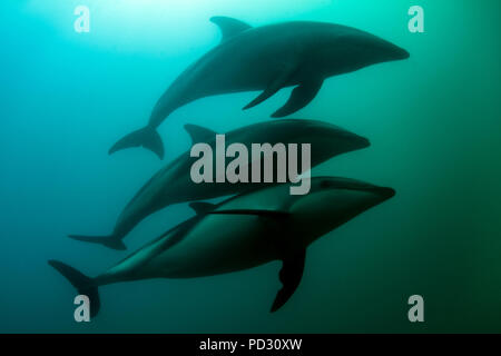 Dusky-delphinen (Lagenorhynchus Obscurus), Schwimmen unter Wasser, Kaikoura, Gisborne, Neuseeland Stockfoto