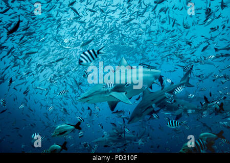 Bullenhaie (Carcharhinus leucas), Schwimmen unter den Fischen, Unterwasser, Beqa Lagoon, Mamanuca, Fidschi Stockfoto