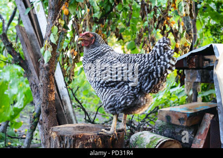 Eine große motley Henne steht auf einem Baumstumpf im Garten. Haushalt. Huhn auf Geflügel Hof. Stockfoto