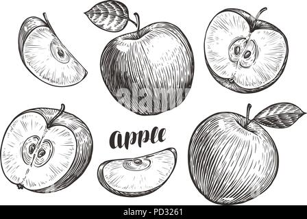 Handgezeichneten Äpfel und Schichten, Skizze. Obst Konzept. Vintage Vector Illustration Stock Vektor