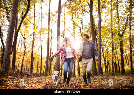Älteres Ehepaar mit Hund auf einem Spaziergang im Wald. Stockfoto