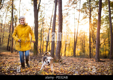 Ältere Frau mit Hund auf einem Spaziergang im Wald. Stockfoto