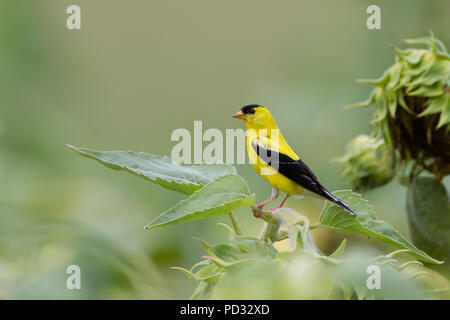 Ein männlicher amerikanischer Goldfink, Spinus tristis, der sich in einem Fleck Sonnenblumen ernährt. Stockfoto
