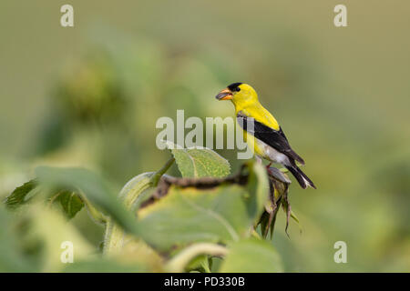 Ein männlicher amerikanischer Goldfink, Spinus tristis, der sich von einem Sonnenblumenkerne ernährt. Stockfoto