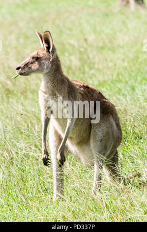 Eine weibliche Eastern Grey Kangaroo (Macropus giganteus) Beweidung auf offenem Gelände in der Nähe von Wangaratta in Queensland, Australien Stockfoto