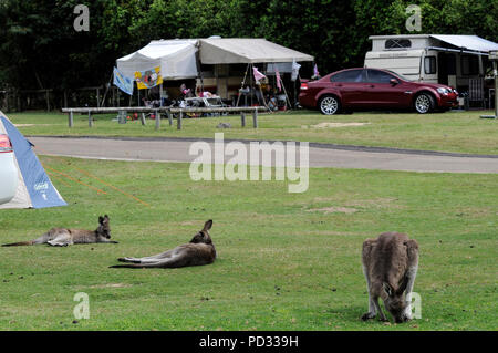 Wild Eastern Grey Kängurus (Macropus giganteus) Ernährung auf einem Campingplatz in der Nähe von Bateman's Bay in New South Wales in Australien. Stockfoto