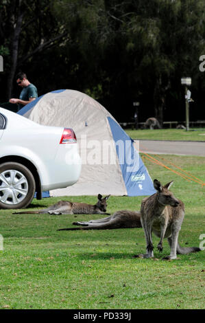 Wild Eastern Grey Kängurus (Macropus giganteus) Ernährung auf einem Campingplatz in der Nähe von Bateman's Bay in New South Wales in Australien. Stockfoto