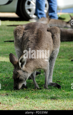 Wild Eastern Grey Kängurus (Macropus giganteus) Ernährung auf einem Campingplatz in der Nähe von Bateman's Bay in New South Wales in Australien. Stockfoto