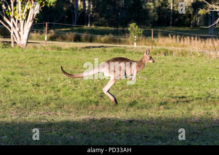 Ein Eastern Grey Kangaroo (Springen über offenes Land, an der Sunshine Coast in Queensland, Australien Macropus giganteus) Stockfoto