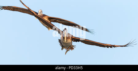 2 braune Pelikane in Richtung Kamera fliegen Stockfoto