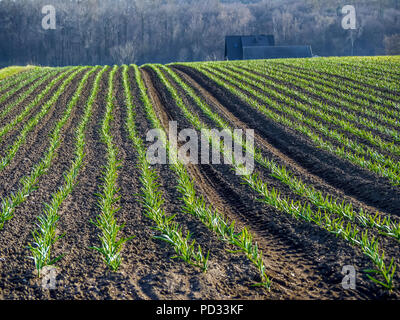 Ackerfläche des Reifens Knoblauch Plantage Stockfoto