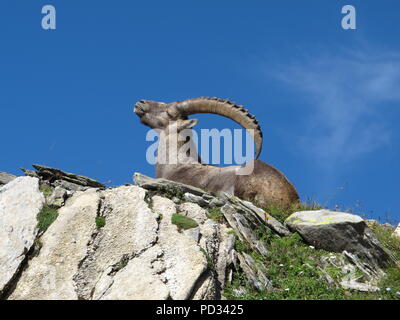 Lügen Alpensteinbock Kratzer auf seinem Rücken mit seinen Hörnern Stockfoto
