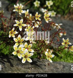 Blumen, Steinbrech, Flora, wildflower, alpine, Aster, Blüten, Rock, botanischen, weiß, blume, pflanze, Stein, wenig, Sommer, schön, Gelb, spr Stockfoto