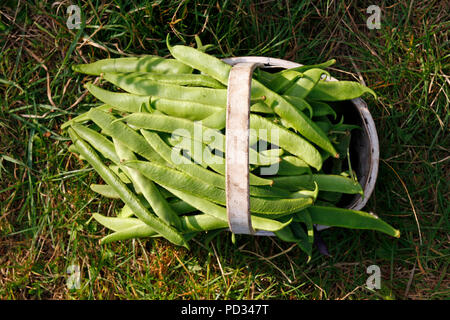 Top down Sicht auf ein weißes trug auf Gras gefüllt mit Zuteilung grün Bio Stangenbohnen im Sommer gewachsen Stockfoto