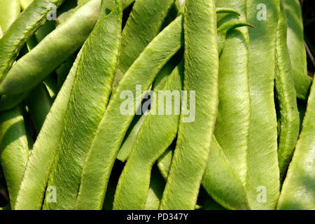 Nahaufnahme der Zuteilung gewachsen organisch grünen Schnittbohnen Stockfoto