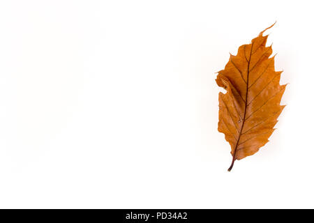 Nahaufnahme einer gelb, Karamell, beige Herbst Blatt auf weißem Hintergrund Stockfoto