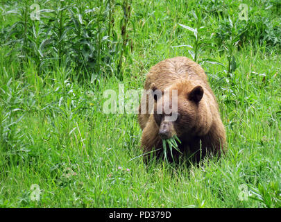 Canyon Village, USA. 05. Juli 2018. Ein Grizzly Bär frisst Gras von der Straße 89 in Richtung Mammoth Hot Springs. Die Bären leben können bis 30 Jahre alt sein und Wanderung durch den Park von März bis Oktober. Yellowstone hat 5 Eingänge und 5 Besucher entwickelt. Die meisten der Park liegt in Wyoming, kleinere Teile des Parks zu den Norden und Nordwesten sind in Montana und Idaho. Credit: Soeren Stache/dpa-Zentralbild/ZB/dpa/Alamy leben Nachrichten Stockfoto