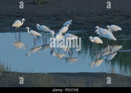 Qingdao, Qingdao, China. 6 Aug, 2018. Qingdao, China - Reiher am Feuchtgebiet in Qingdao sammeln, der ostchinesischen Provinz Shandong. Credit: SIPA Asien/ZUMA Draht/Alamy leben Nachrichten Stockfoto